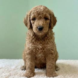 Ham - AKC - Apricot male Poodle puppy in Haines City, Florida from Noelle Poodles