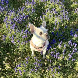 Tara - French Bulldog