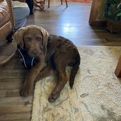 Chesapeake Bay Retriever Puppies from Yellow Town Chesapeake’s