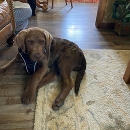 Chesapeake Bay Retriever Puppies from Yellow Town Chesapeake’s