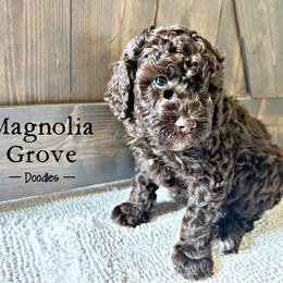 Aussiedoodle, Bernedoodle, and Poodle Puppies from Magnolia Grove Doodles