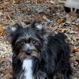 Baby dog - Yorkshire Terrier