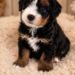 Chance - male Australian Mountain Doodle puppy in Saint Francis, Kansas from Land of Oz Doodles