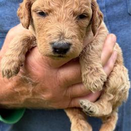 Kit Kat - Apricot male Poodle puppy in St. Johnsbury, Vermont from Poodles of the Northern Woods