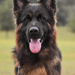 Atlas - Black and red male German Shepherd puppy in Ewing, Texas from Beacham Ranch