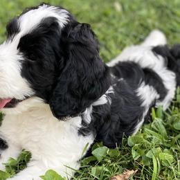 Britches - Black Bernedoodle puppy in Brighton, Tennessee from Beaver Creek Bernedoodles