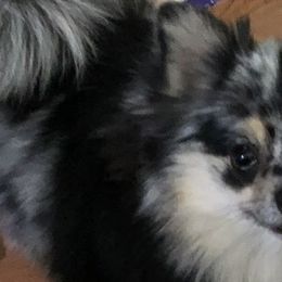 Pomeranians from Twistedly Sweet Poms