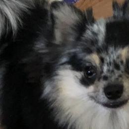 Pomeranians from Twistedly Sweet Poms