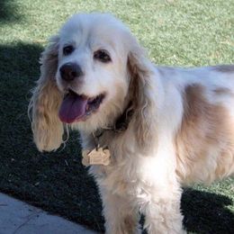 magic - Cocker Spaniel