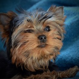 Cash - Yorkshire Terrier