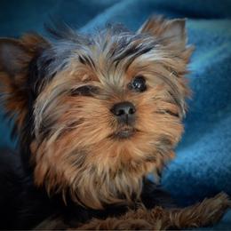 Cash - Yorkshire Terrier