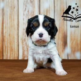 Cavalier King Charles Spaniel Puppies from Novella Cavaliers