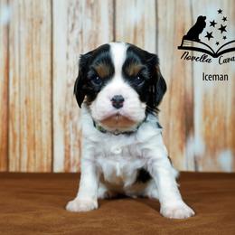 Cavalier King Charles Spaniel Puppies from Novella Cavaliers