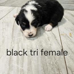 Ellas Willow - Black tri-color female Australian Shepherd puppy in Arbela, Missouri from County Line Aussies