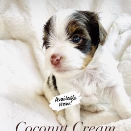 Yorkshire Terrier Puppies from Hummingbird Farm & Gardens