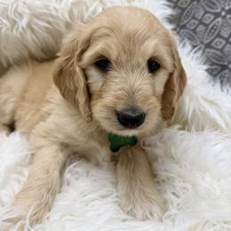 Theodore - Apricot male Goldendoodle puppy in Boise, Idaho from Goldendoodle Baby
