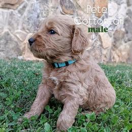 Peter Cottontail - Red  male Goldendoodle puppy in Ringgold, Georgia from Re Family Doodles