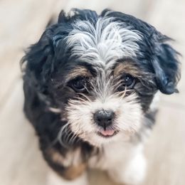 Companion Crosses and Havanese from HannahJoy Hypoallergenic Pups