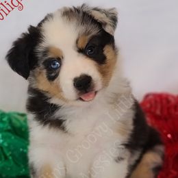 Australian Shepherds, Miniature Australian Shepherds, and Toy Australian Shepherds from Gatlins Groovy Little Aussies