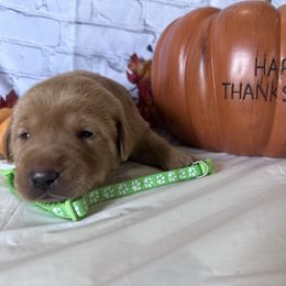 Lime Green - Yellow female Labrador Retriever puppy in Newton Grove, North Carolina from Wayalife Labradors & Gsp’s