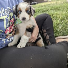 Australian Shepherd Puppies from Hickory Pines farm