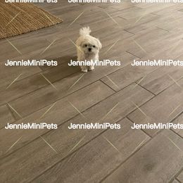 Maltese Puppies from JennieMiniPets