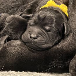 Labrador Retriever Puppies from Labs of Romeo
