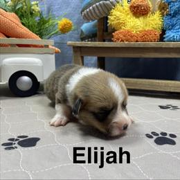 Elijah - Red male Pembroke Welsh Corgi puppy in Apison, Tennessee from Ashmore Corgis