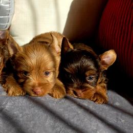 Maltese and Yorkshire Terrier Puppies from TLC Kennels TenderLittleCuties