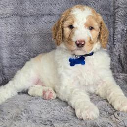 Apricot parti - Parti male Poodle puppy in Bauxite, Arkansas from Mountain Ridge Poodles