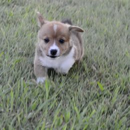 Grey - Sable male American Corgi puppy in Rose Hill, Kansas from JB Liberty Corgis