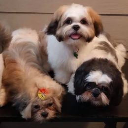 Shih Tzus from Gi's Pups
