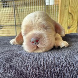 Arlo - Cream male Cocker Spaniel puppy in Lake, Mississippi from MGs Cockers