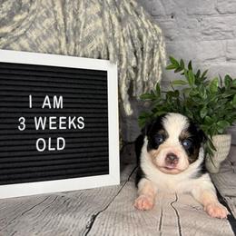 Tinkerbell - Black tri female Miniature Australian Shepherd puppy in Peoria, Arizona from B My Sunshines Mini Aussies