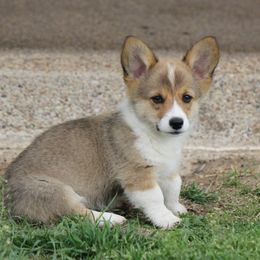 American Corgi, French Bulldog, and Pembroke Welsh Corgi Puppies from Moonstone Corgis & Frenchies
