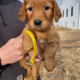 Yellow F - Golden Retriever puppy in Hall, Montana from Goosetown Goldens