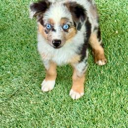 Daisy blue female 2 - Blue merle female Toy Australian Shepherd puppy in Lemon Cove, California from Magic Ranch Mini Aussies