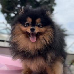 T - Pomeranian