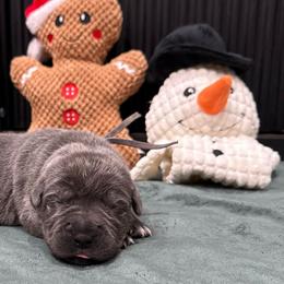 Comet - Gray female Cane Corso puppy in Utah from 3Lake Kennelz