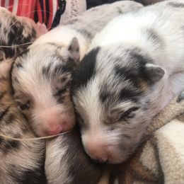 Border Collie Puppies from By Design Farm