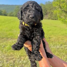 Raven - Black female Goldendoodle puppy in Jasper, Georgia from Harrington Doodles & Poodles