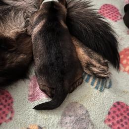 German Shepherd Puppies from RED’s German Shepherds