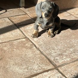 Dachshund Puppies from Dachshunters