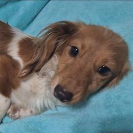 Pip - Dachshund