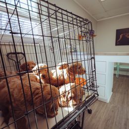 Goldendoodle Puppies from Abner Creek Doodles