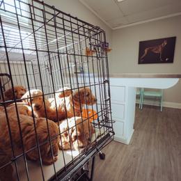Goldendoodle Puppies from Abner Creek Doodles