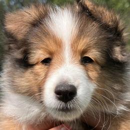 Marcy - Sable and white female Shetland Sheepdog puppy in Miami, Florida from Cielito Lindo Shelties
