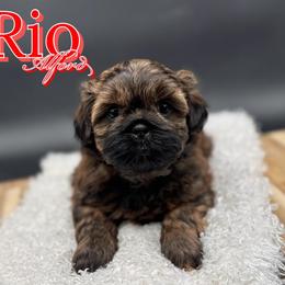 Shih Tzu Puppies from Loyal Tzu's