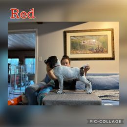 Red - Liver and white male German Wirehaired Pointer puppy in Umatilla, Florida from Double D Picards and GWPs