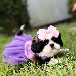 Lavender and lt. pink Collar - Jersey - Tricolor female Shih Tzu puppy in Mays Landing, New Jersey from Fancy Paws Shorkies & Shih Tzus